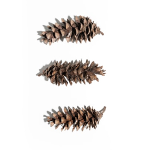 Handcrafted Pine Cone Hairpin