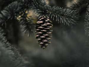 Pine Cone and Gemstone Set