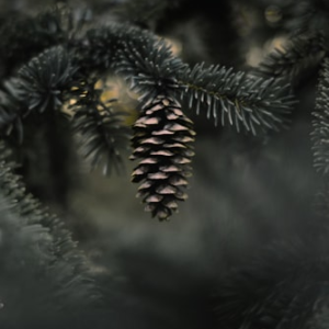 Pine Cone and Gemstone Set